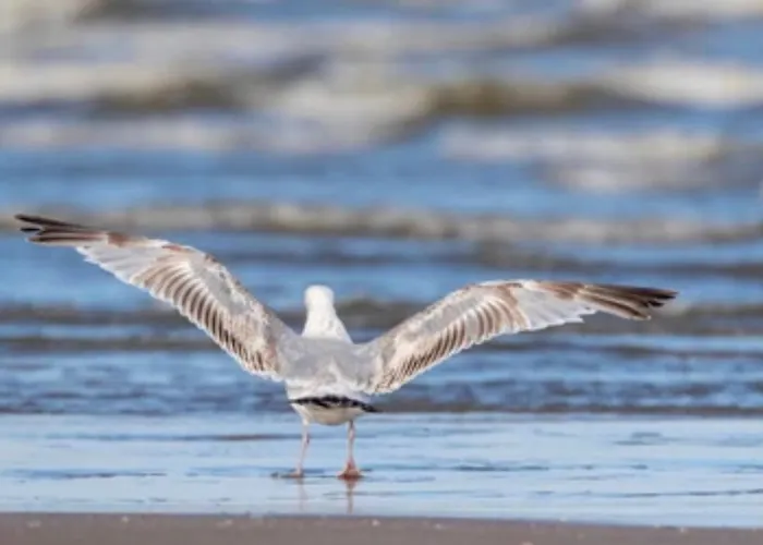 Stayatsea カトウェイク・アーン・ゼー