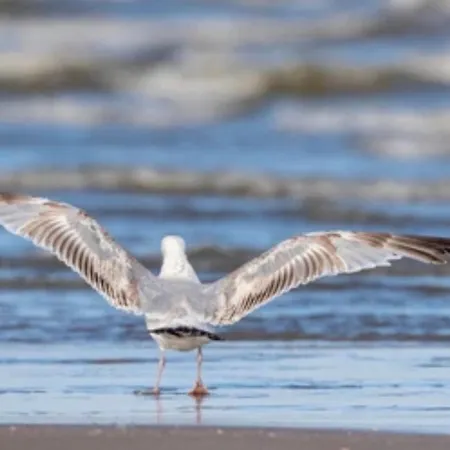 Stayatsea Katwijk aan Zee